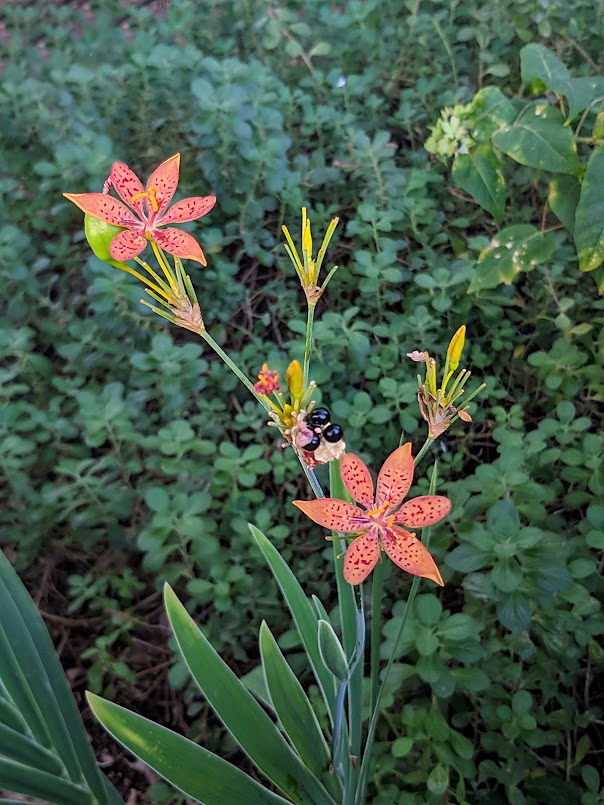 Изображение особи Belamcanda chinensis.