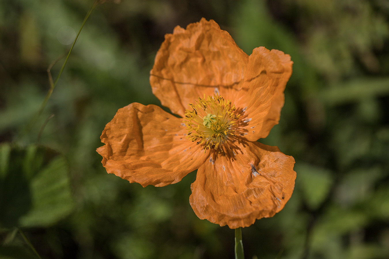 Image of Papaver oreophilum specimen.