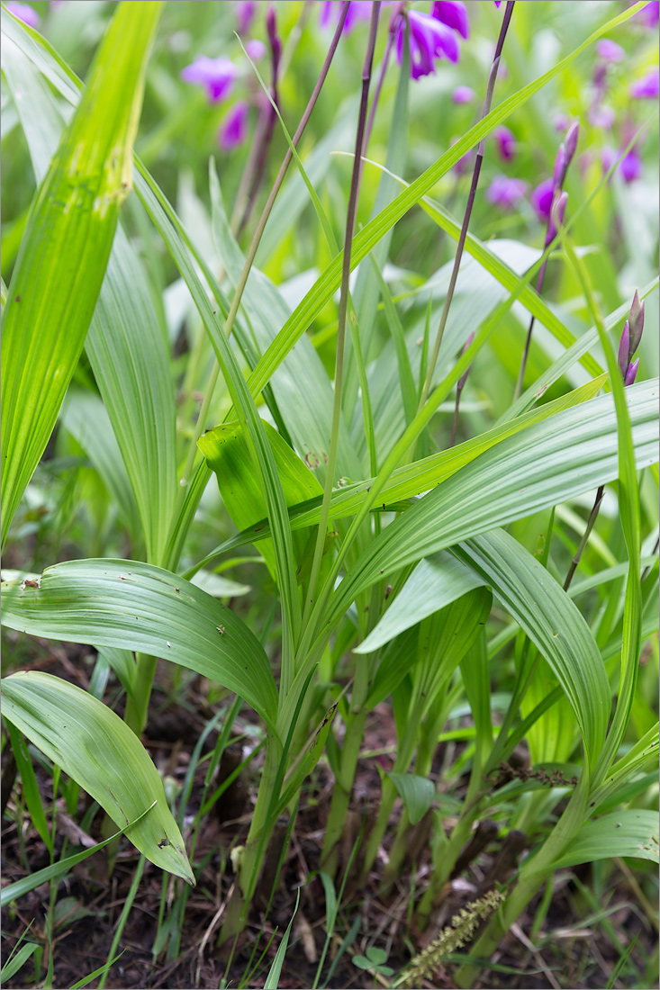 Изображение особи род Bletilla.