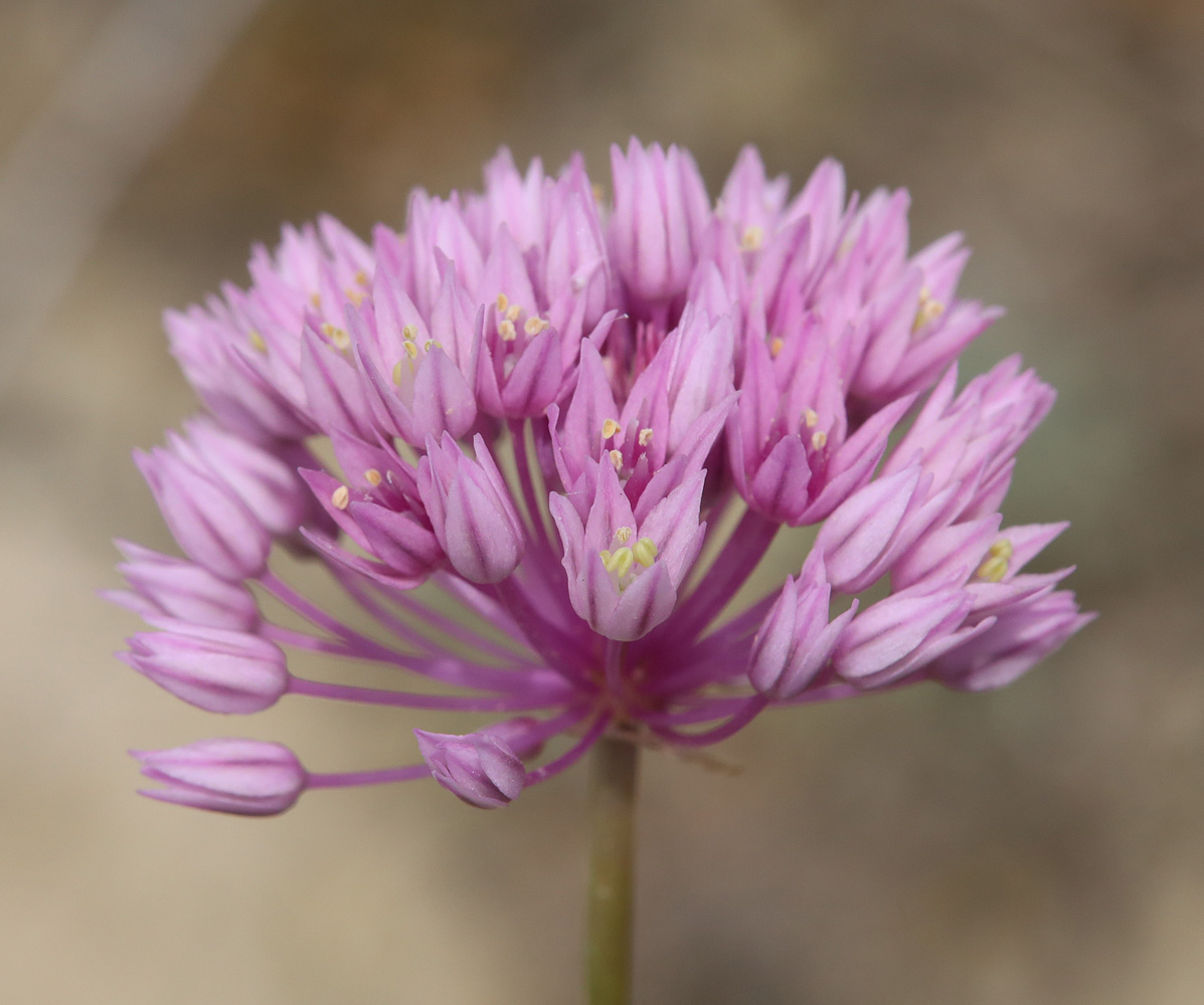 Image of Allium rubellum specimen.