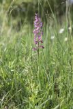 Anacamptis subspecies elegans