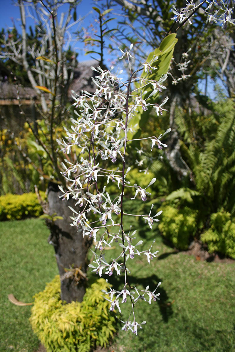 Image of familia Orchidaceae specimen.