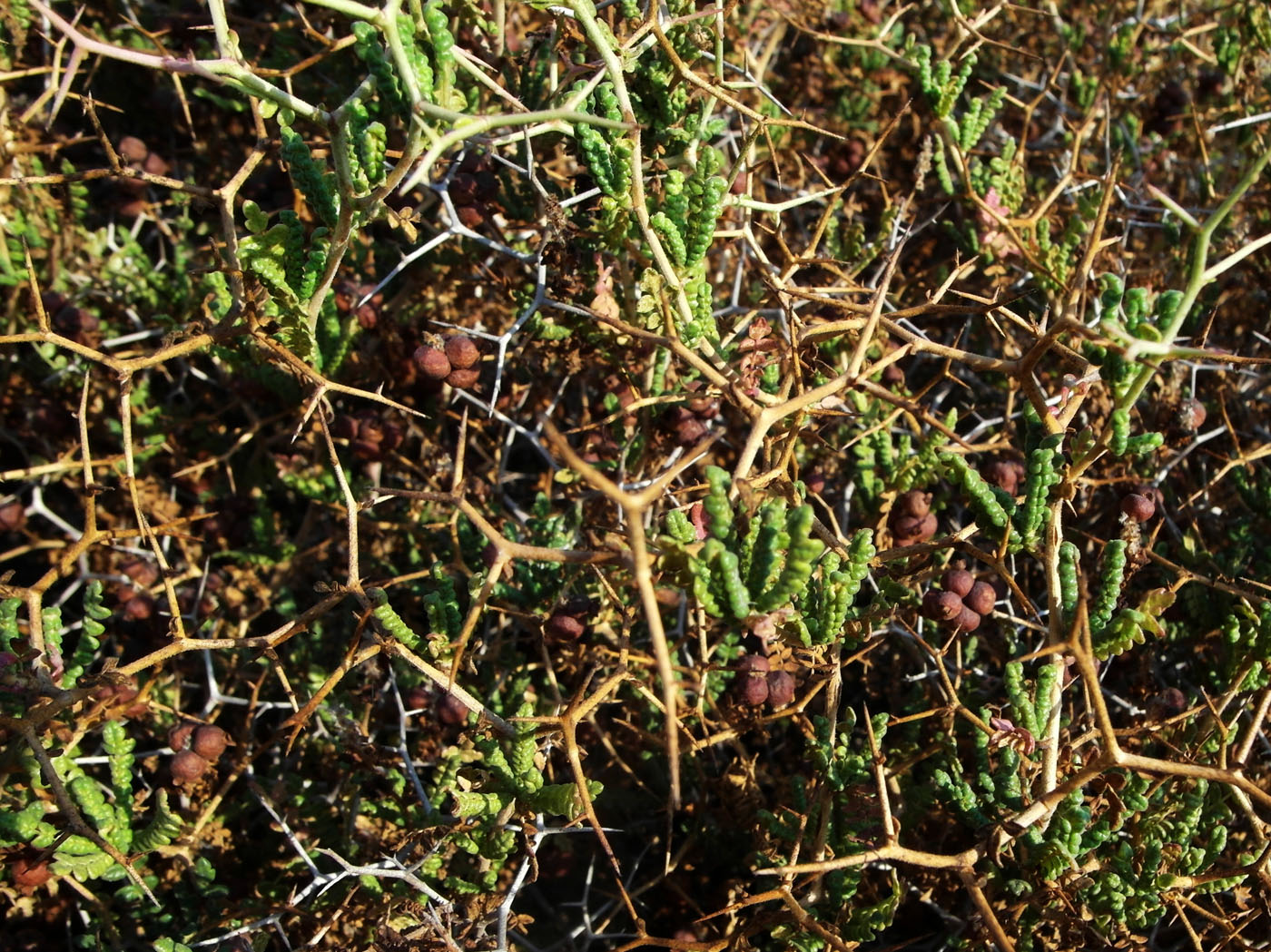 Image of Sarcopoterium spinosum specimen.