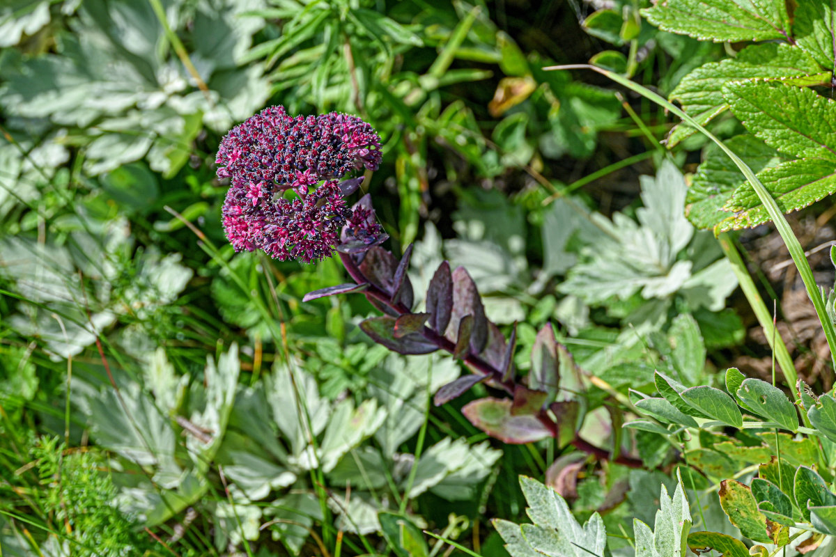 Изображение особи Hylotelephium triphyllum.