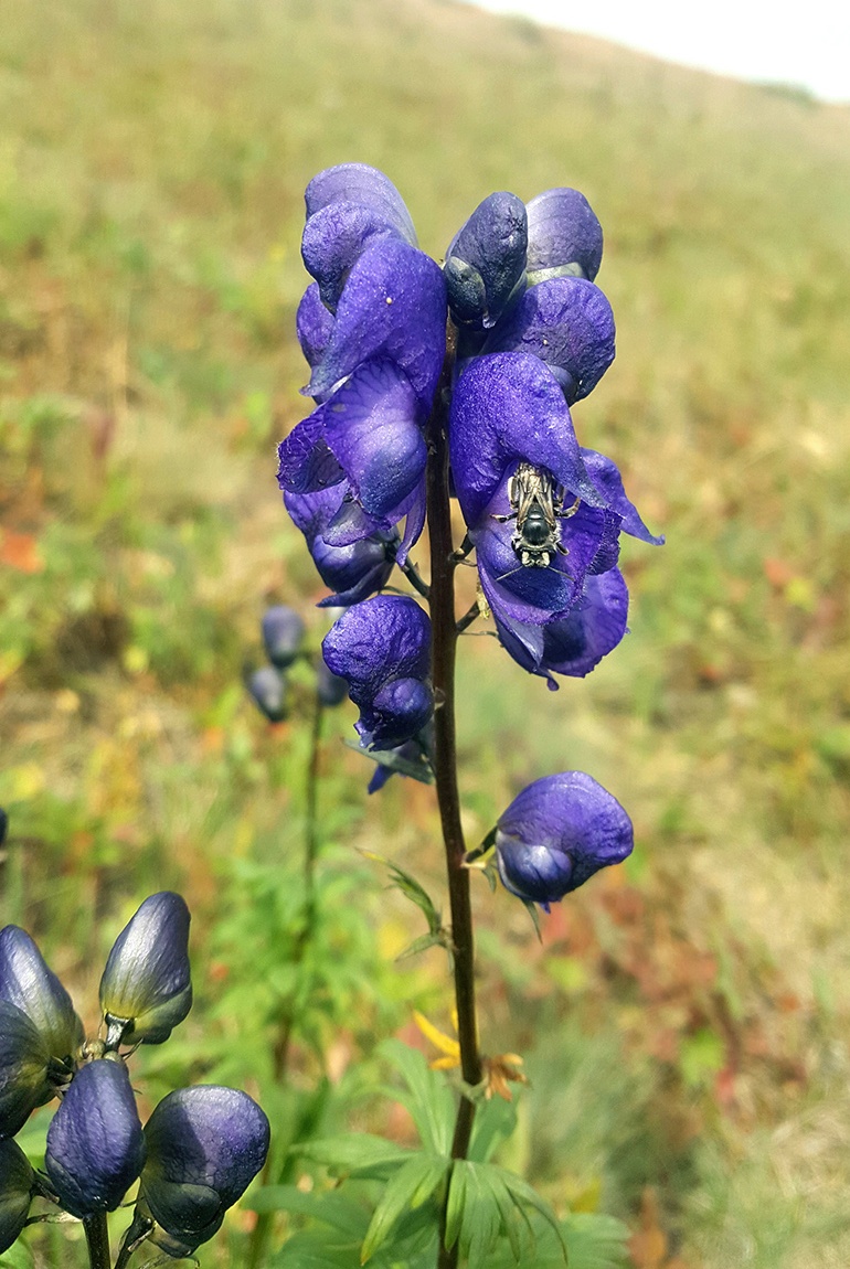 Image of Aconitum gubanovii specimen.