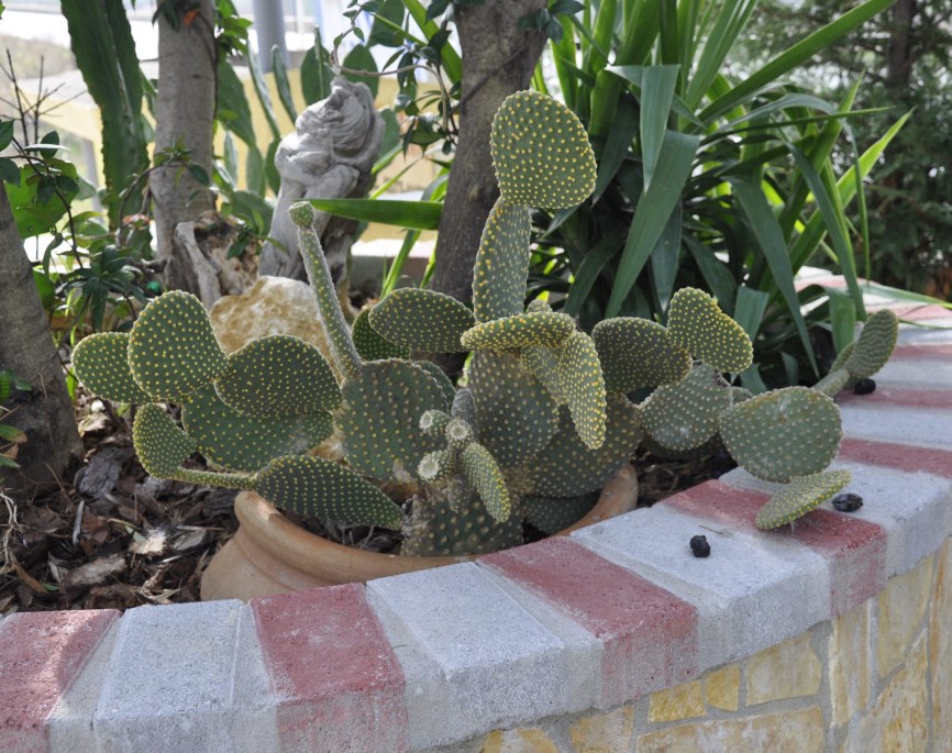 Image of Opuntia microdasys specimen.