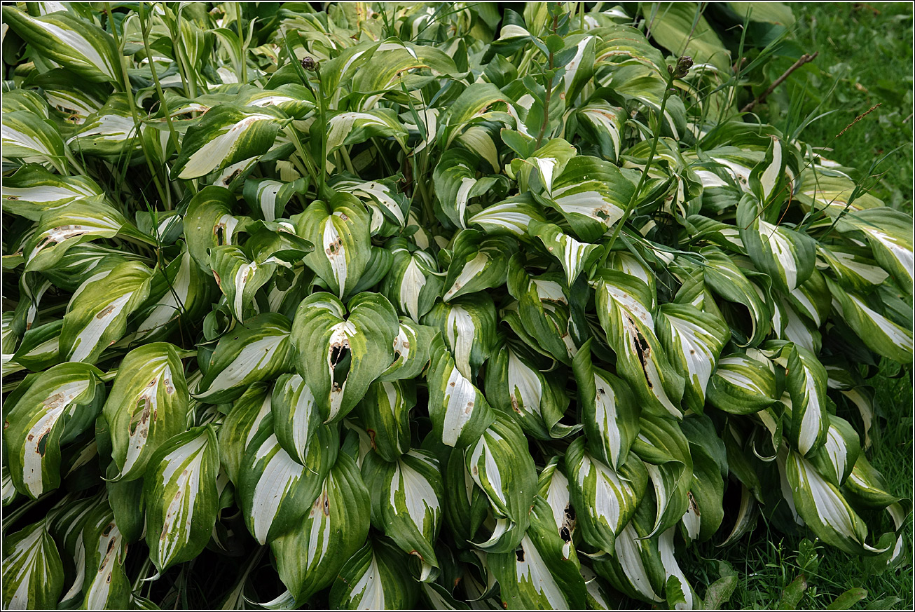 Image of Hosta undulata specimen.