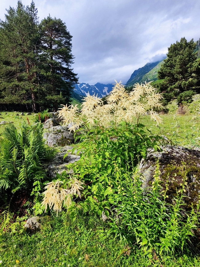 Изображение особи Aruncus sylvestris.