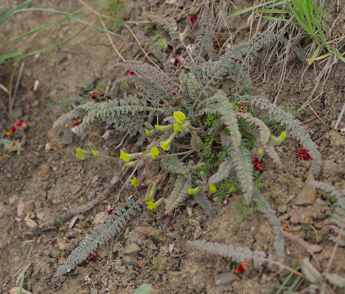 Изображение особи Astragalus gorelovae.