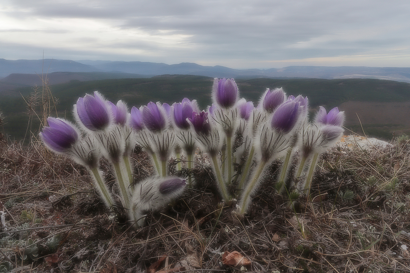 Изображение особи Pulsatilla taurica.