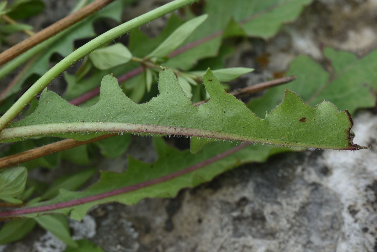 Изображение особи Leontodon hispidus.