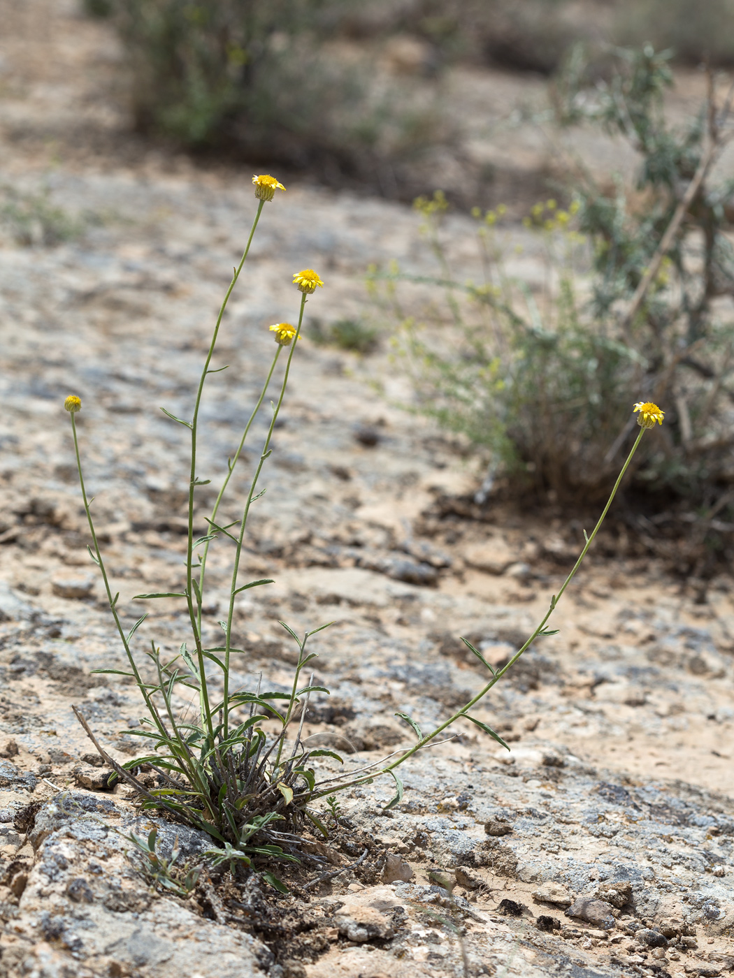 Image of Inula multicaulis specimen.