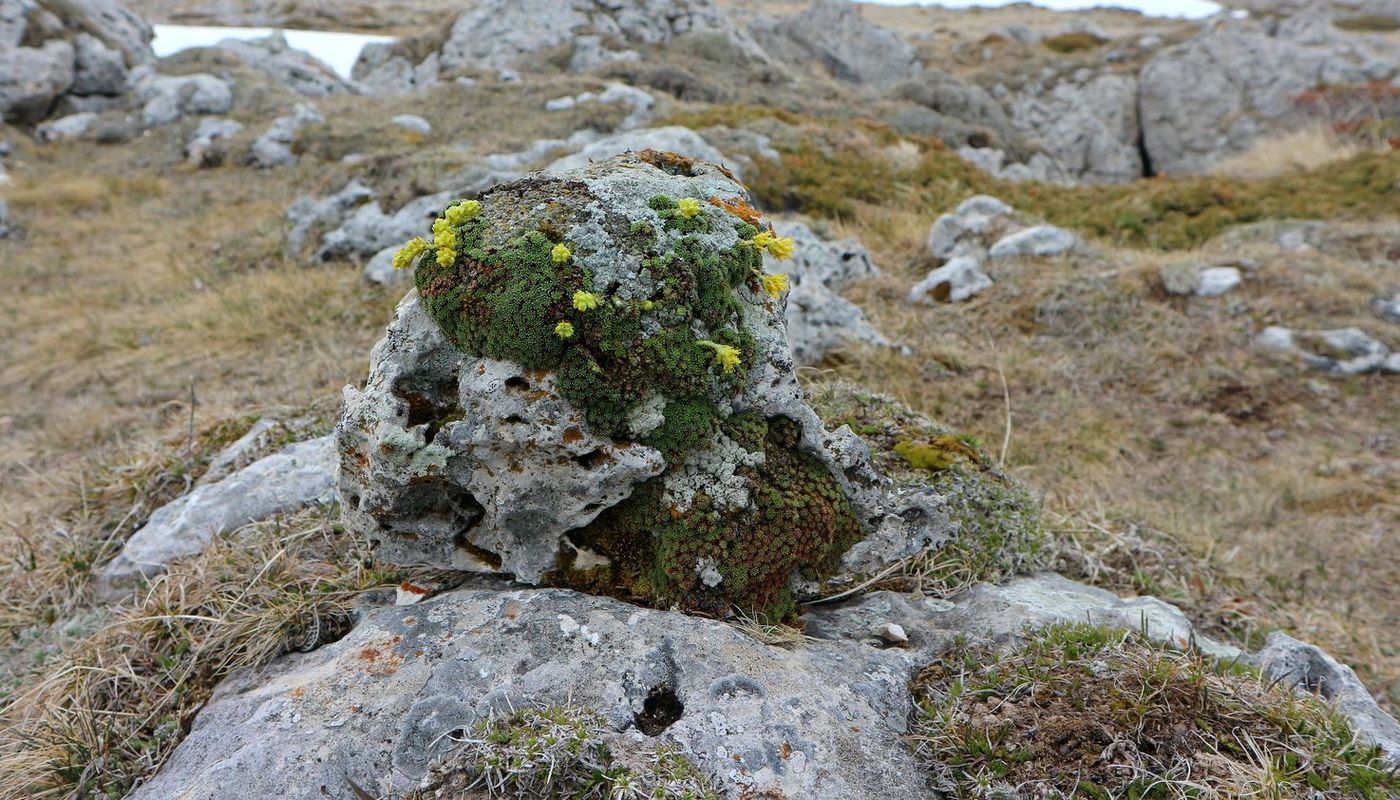 Изображение особи Saxifraga scleropoda.