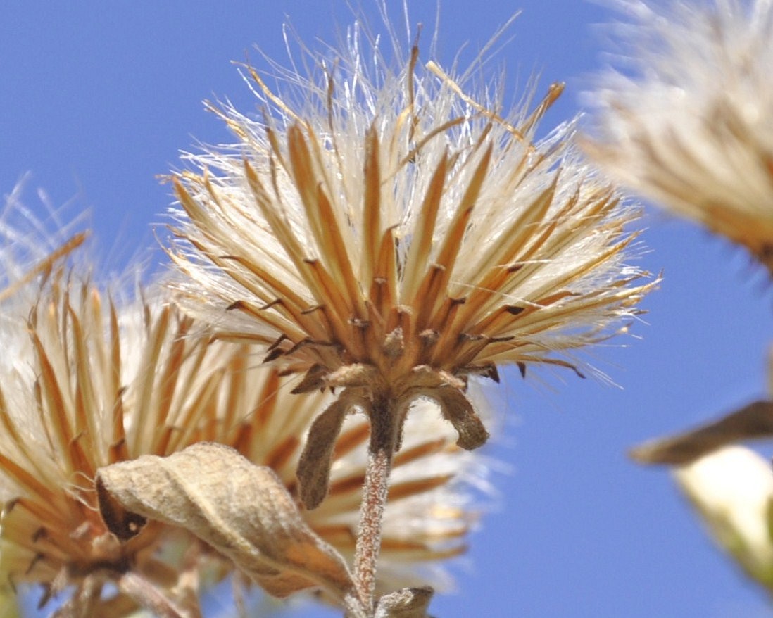 Изображение особи Inula conyza.