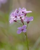 Смотреть изображение Cardamine trifida