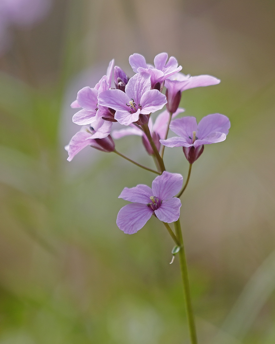 Image of Cardamine trifida specimen.