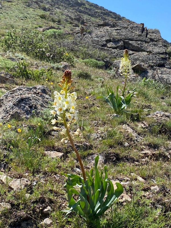 Image of Eremurus lactiflorus specimen.