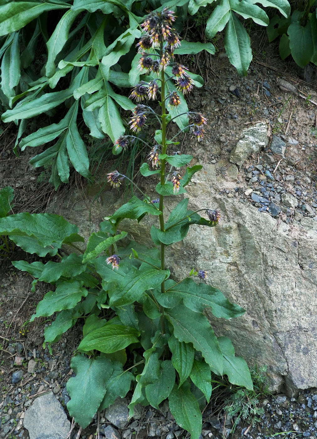 Изображение особи Solenanthus circinnatus.