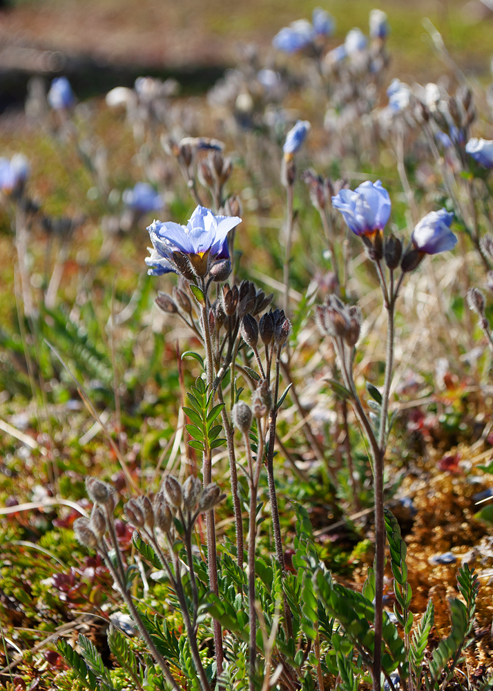 Image of Polemonium boreale specimen.