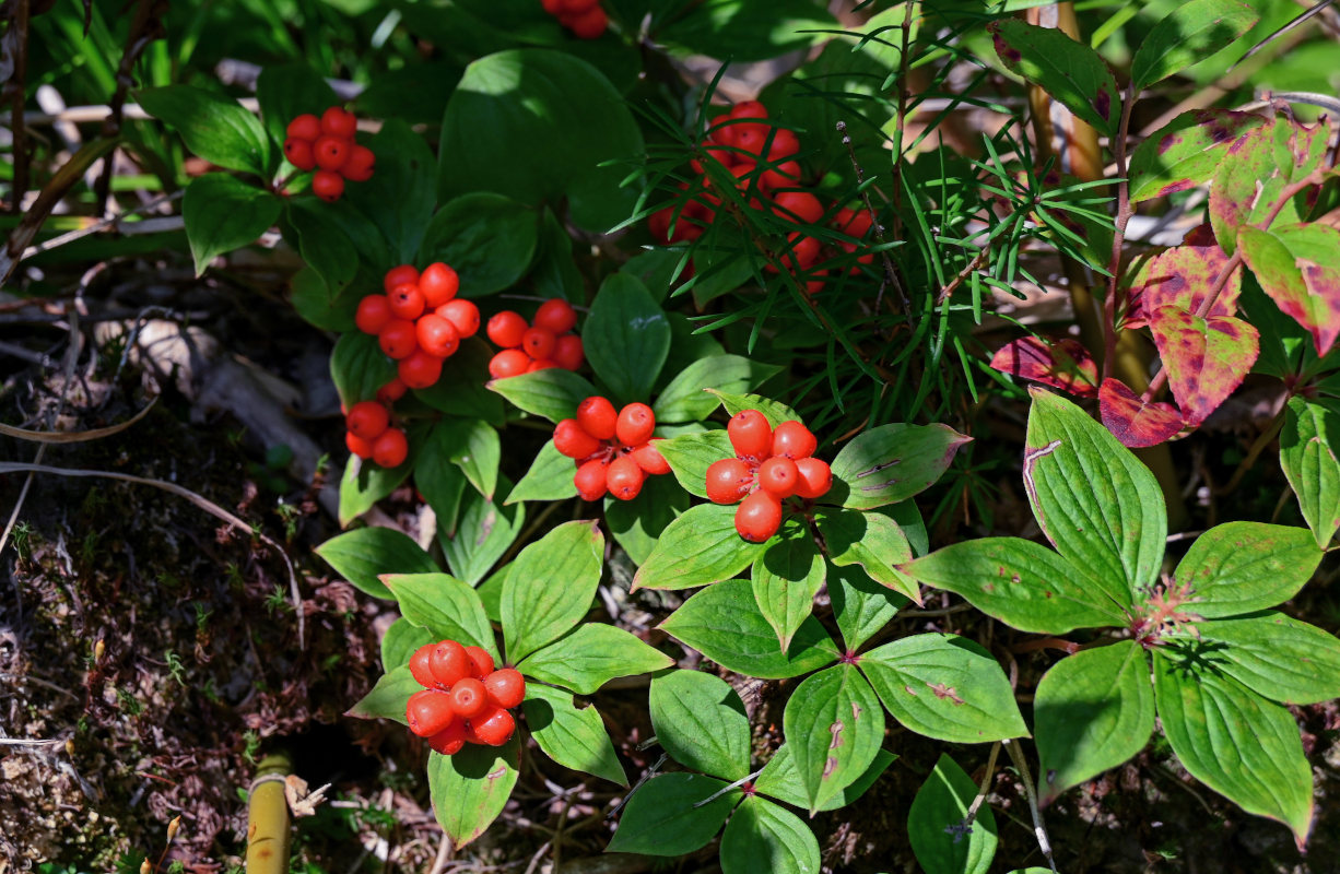 Изображение особи Chamaepericlymenum canadense.