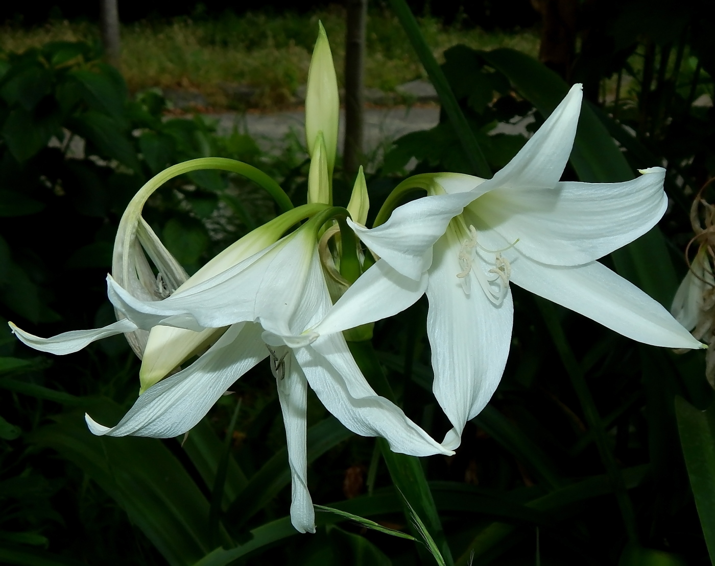 Изображение особи род Crinum.