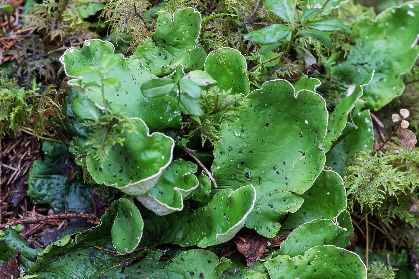 Изображение особи Peltigera aphthosa.