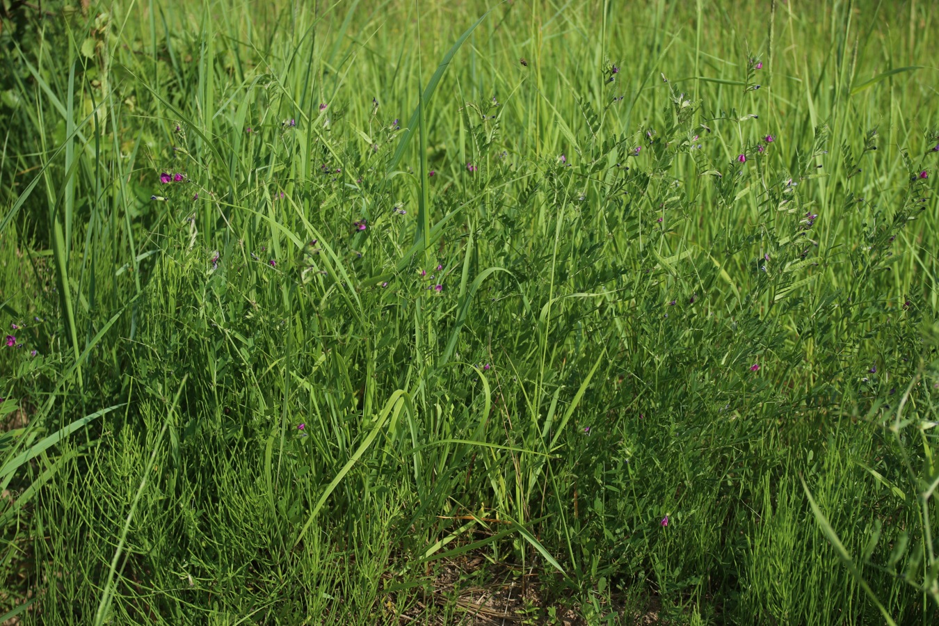 Image of Vicia angustifolia specimen.