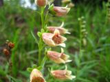 Digitalis ciliata