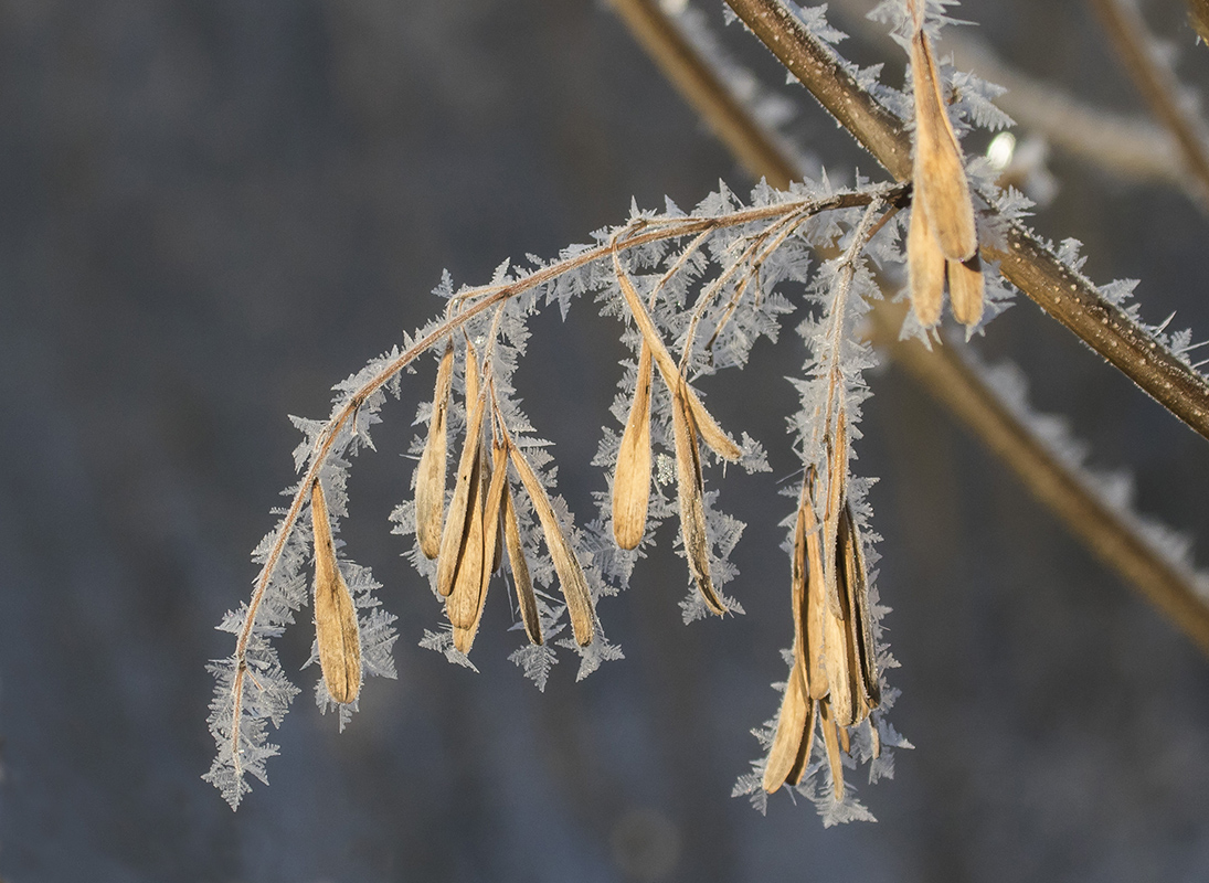 Изображение особи Fraxinus pennsylvanica.