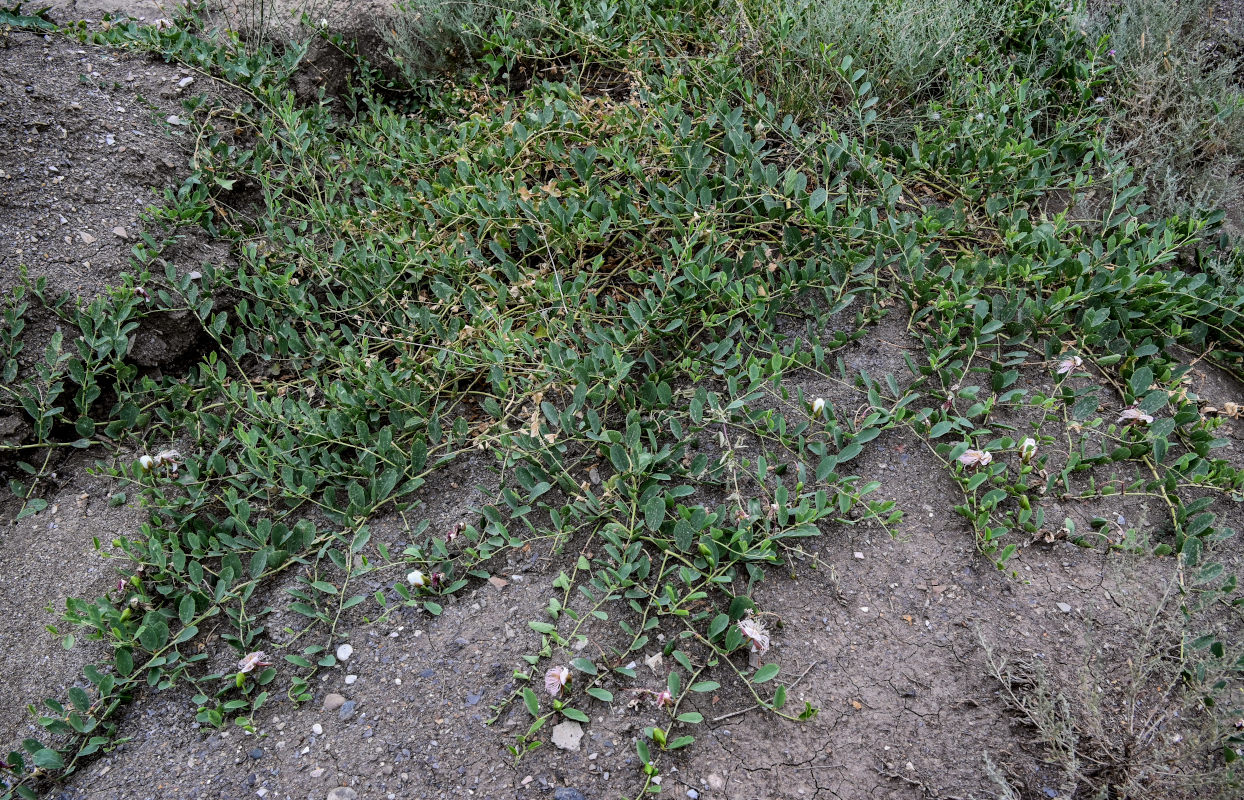 Image of Capparis herbacea specimen.