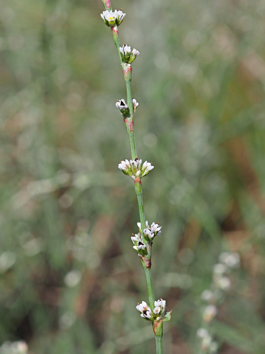 Изображение особи Polygonum patulum.