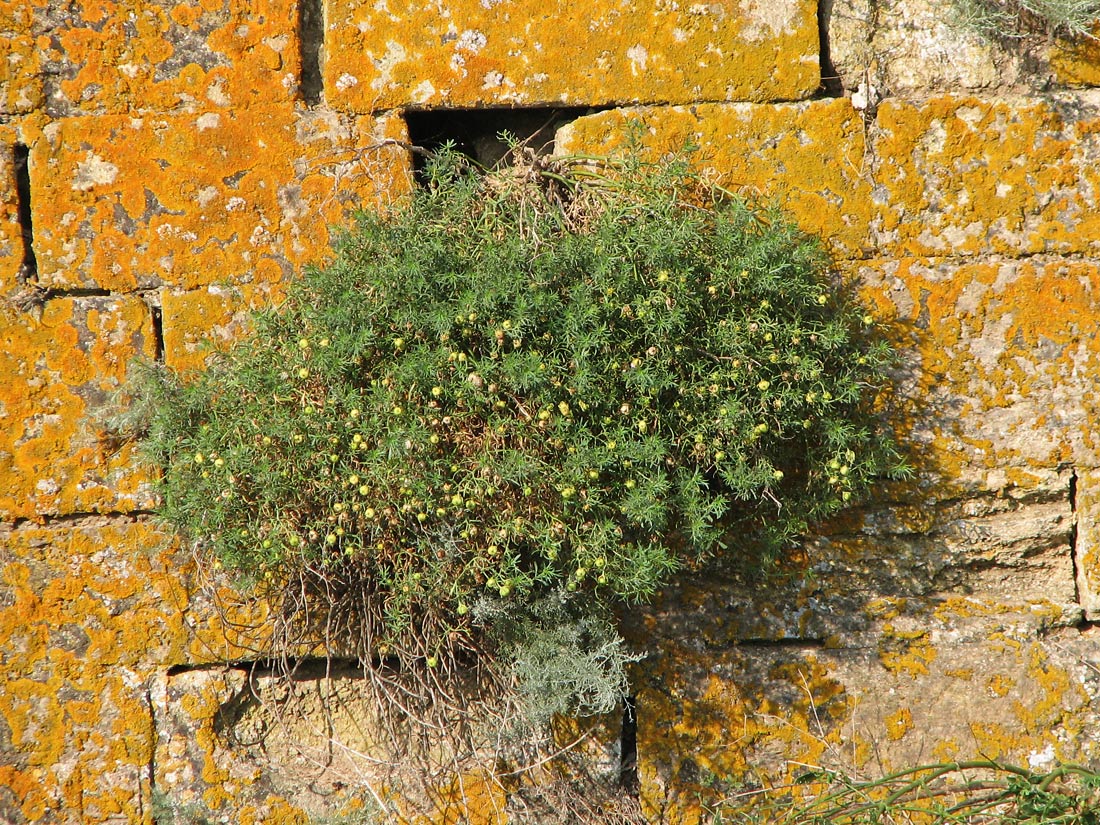 Image of Peganum harmala specimen.