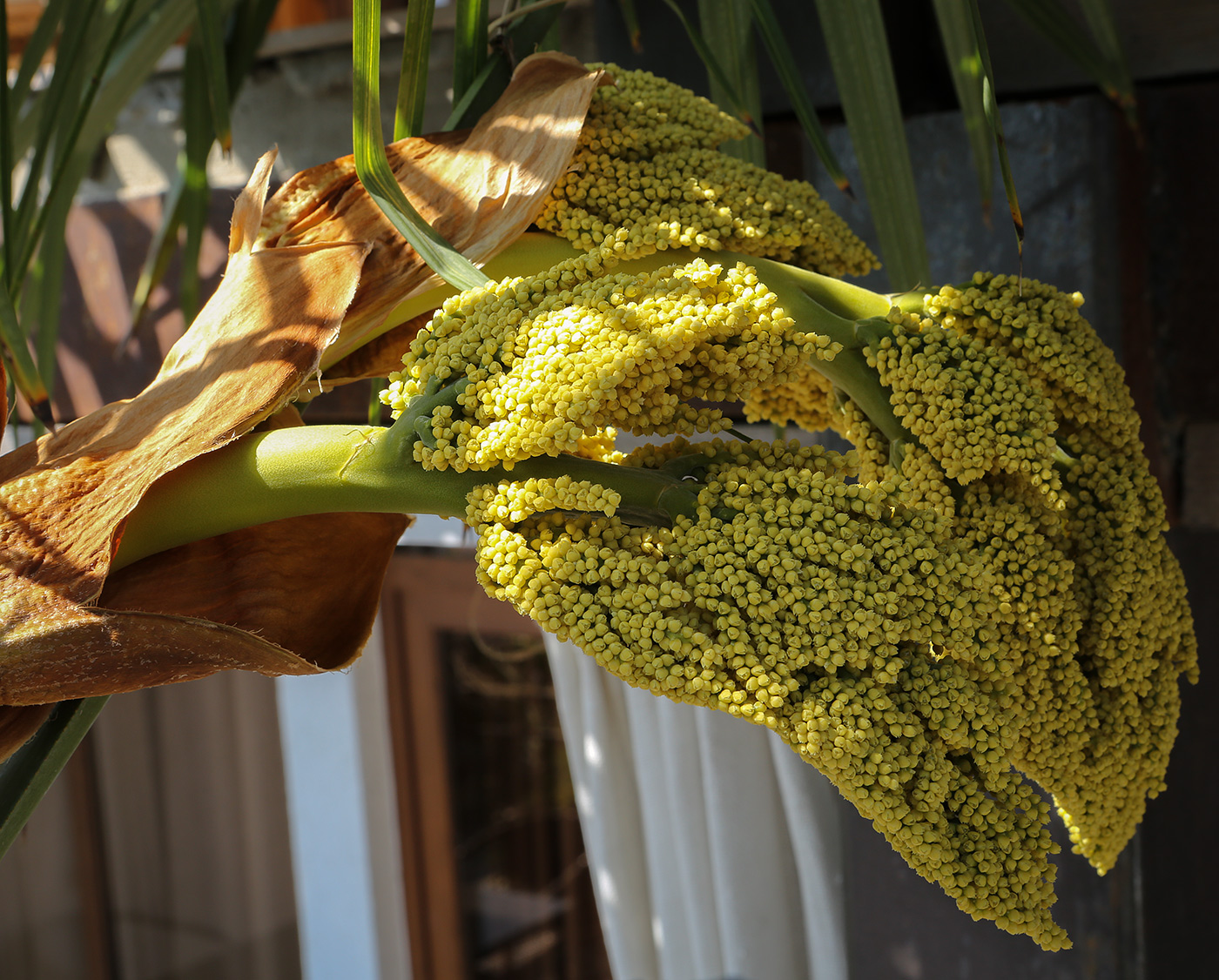 Image of Trachycarpus fortunei specimen.