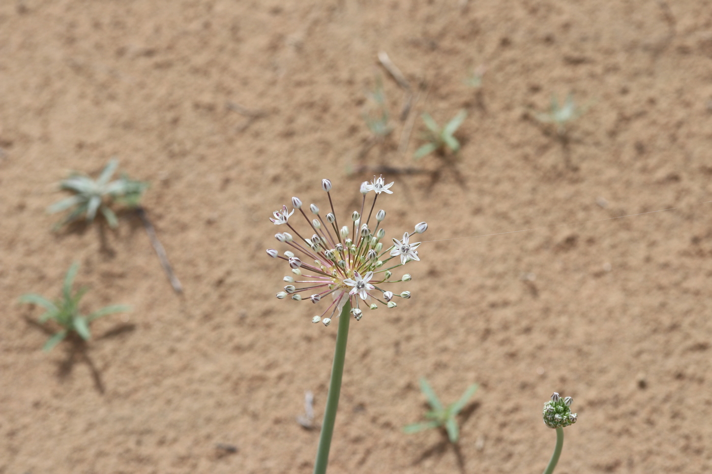 Image of Allium subscabrum specimen.