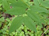 Vicia ramuliflora. Лист. Хабаровский край, окр. г. Комсомольск-на-Амуре, широколиственный лес. 09.06.2024.