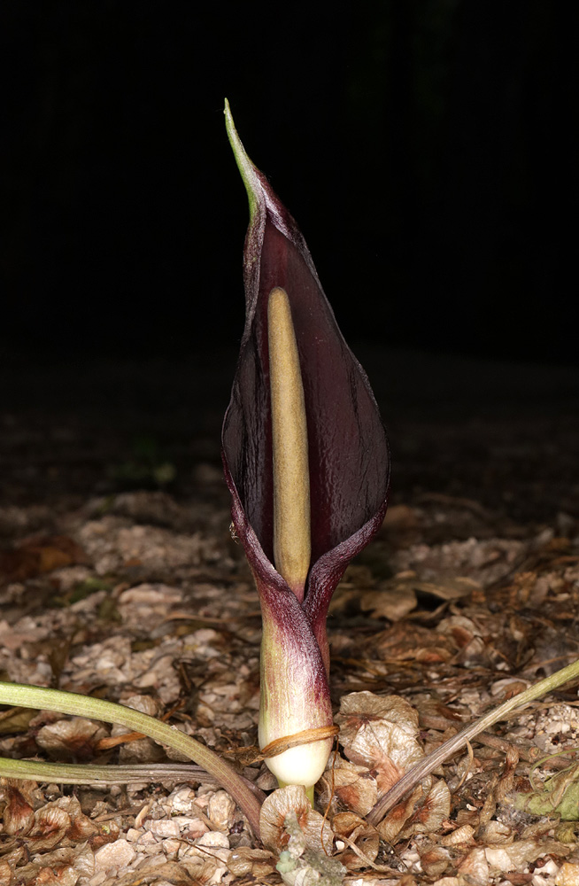 Изображение особи Arum elongatum.