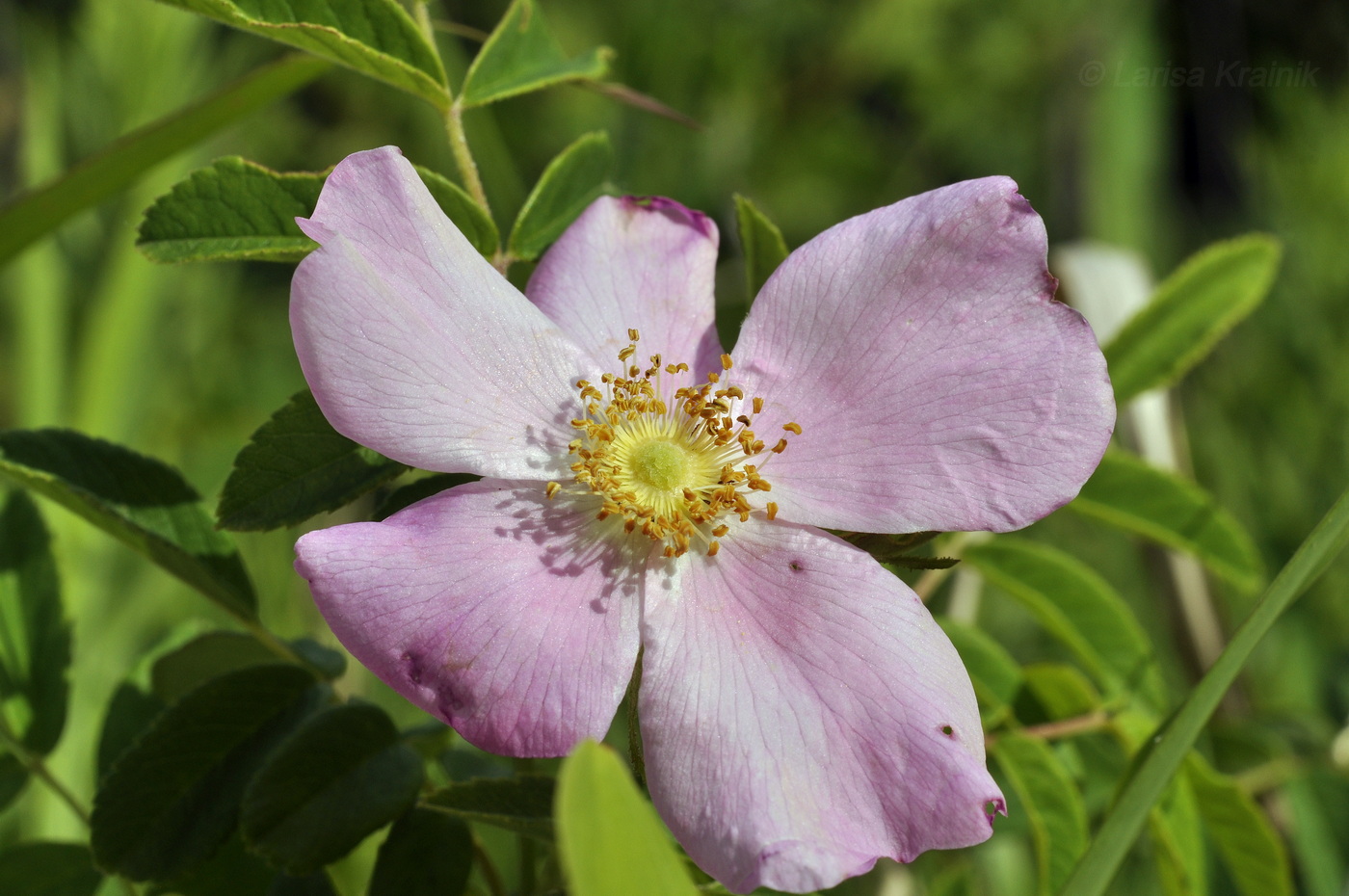 Image of Rosa davurica specimen.