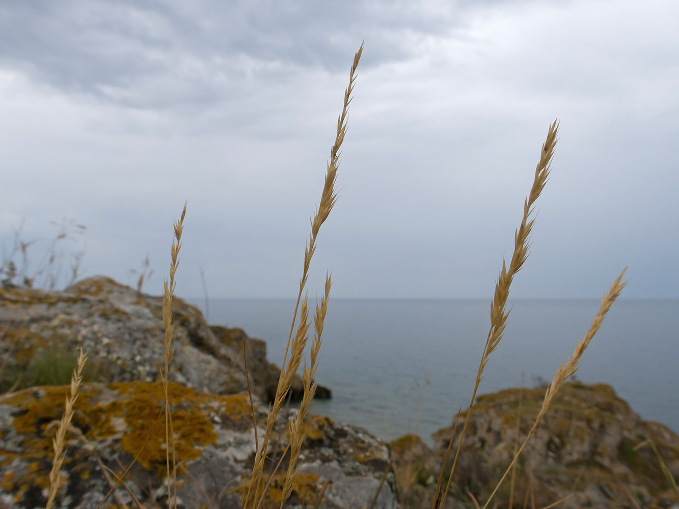 Image of familia Poaceae specimen.