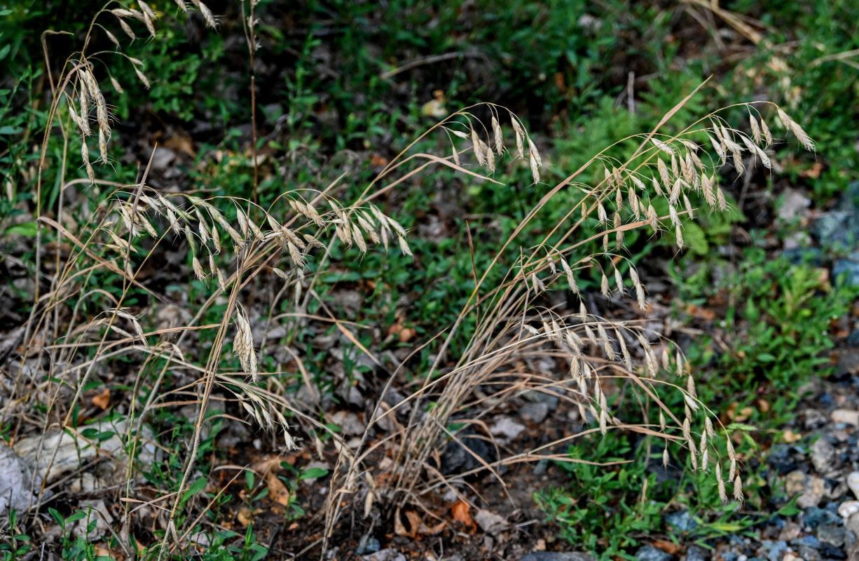 Image of Bromus squarrosus specimen.