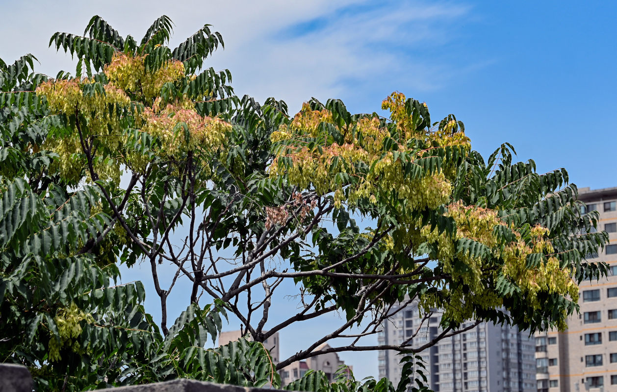 Изображение особи Ailanthus altissima.