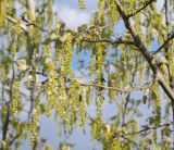 Populus alba