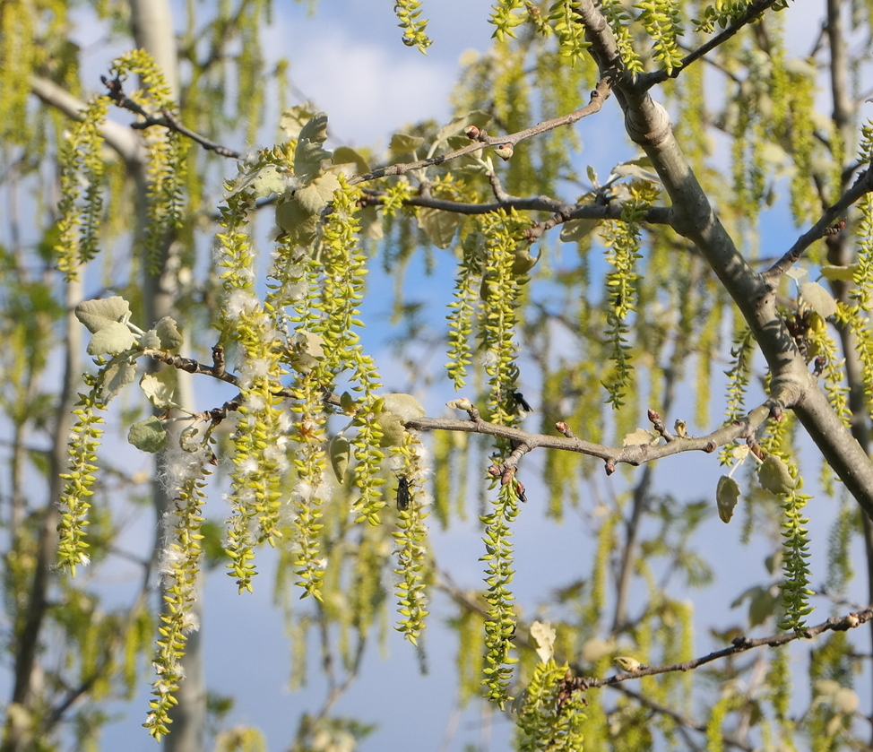 Изображение особи Populus alba.