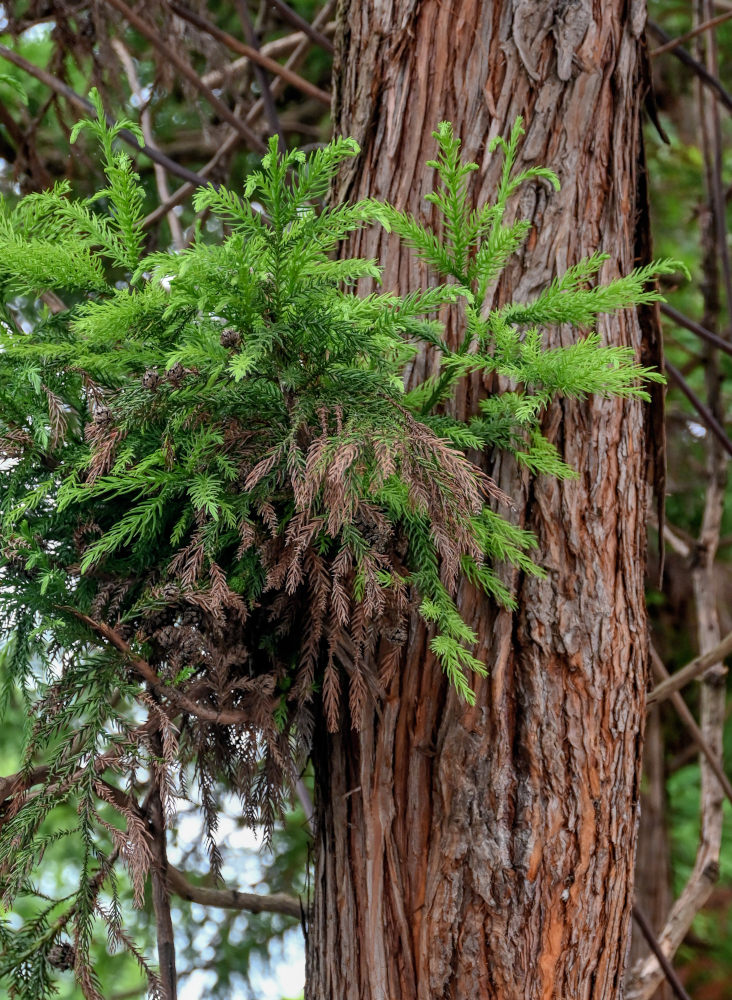 Изображение особи Cryptomeria japonica.