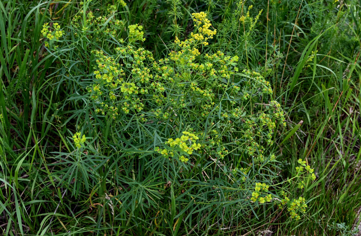 Изображение особи Euphorbia virgata.