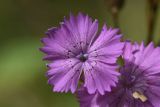 genus Dianthus. Цветок. Липецкая обл., Данковский р-н, ур. Крутые Дубки, поляна в лесу. 31 июля 2024 г.