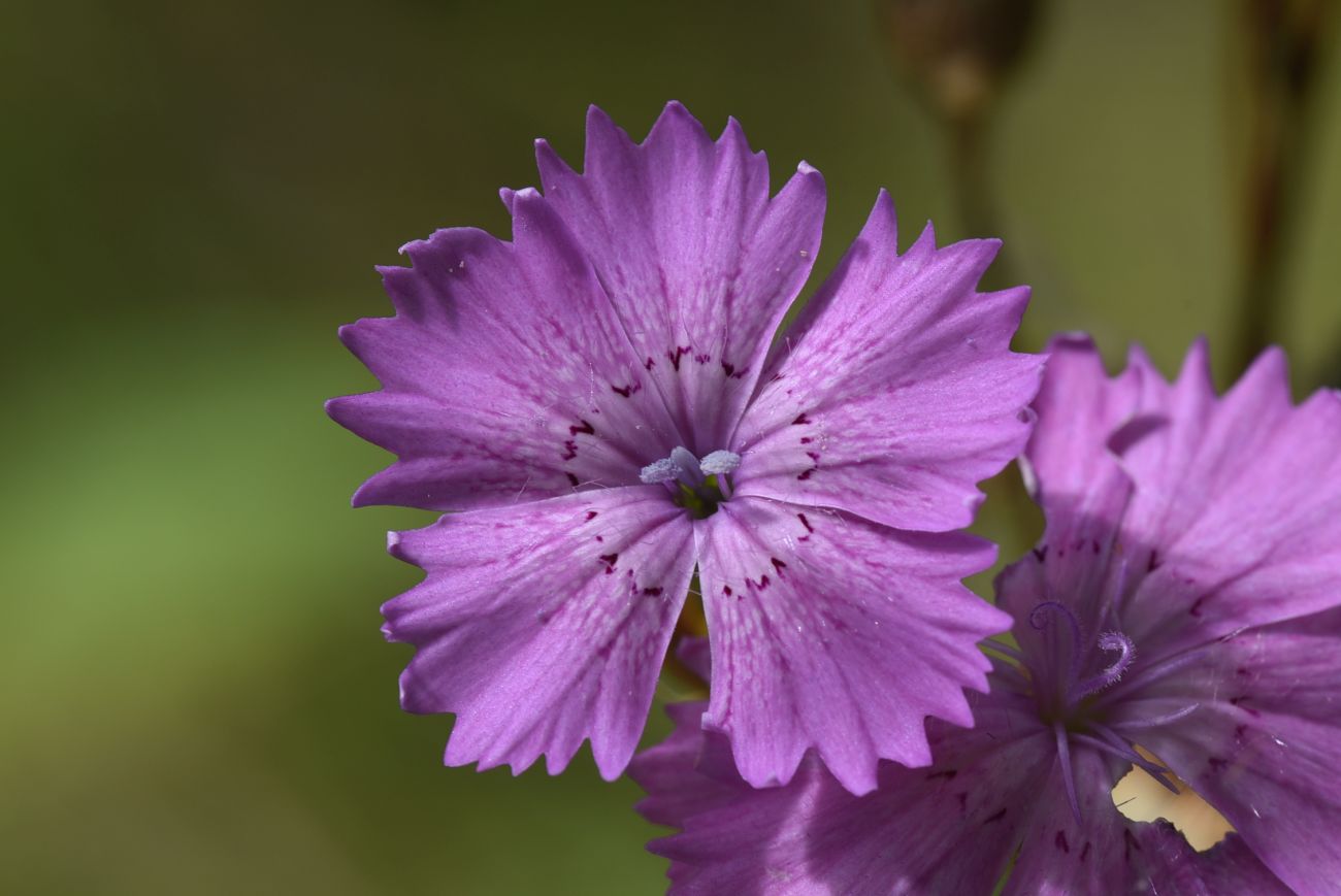 Изображение особи род Dianthus.