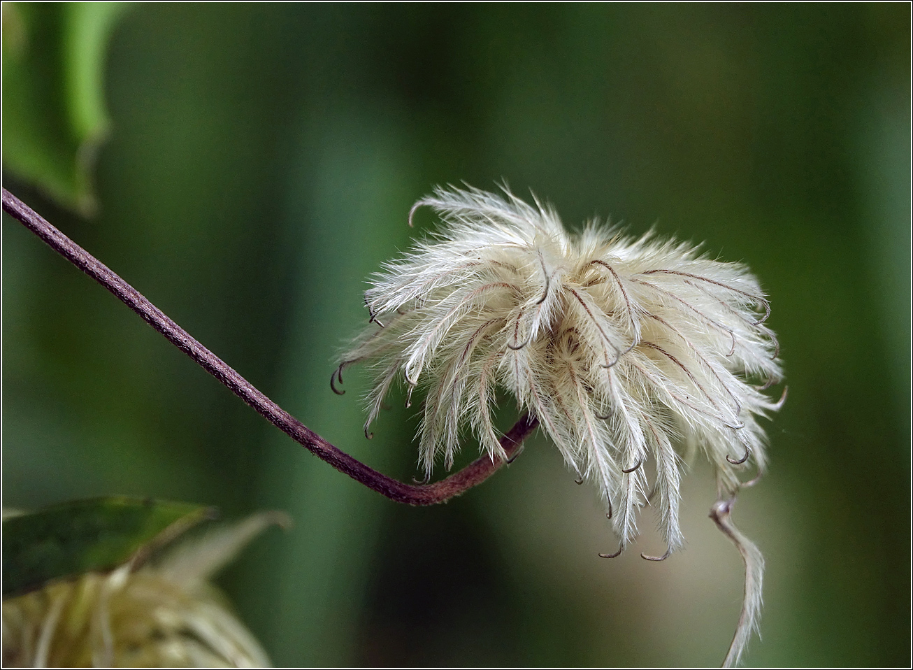 Изображение особи Clematis &times; jackmanii.