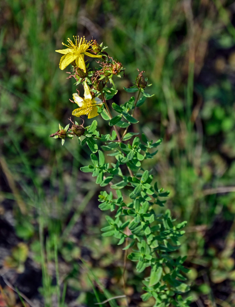 Image of Hypericum perforatum specimen.