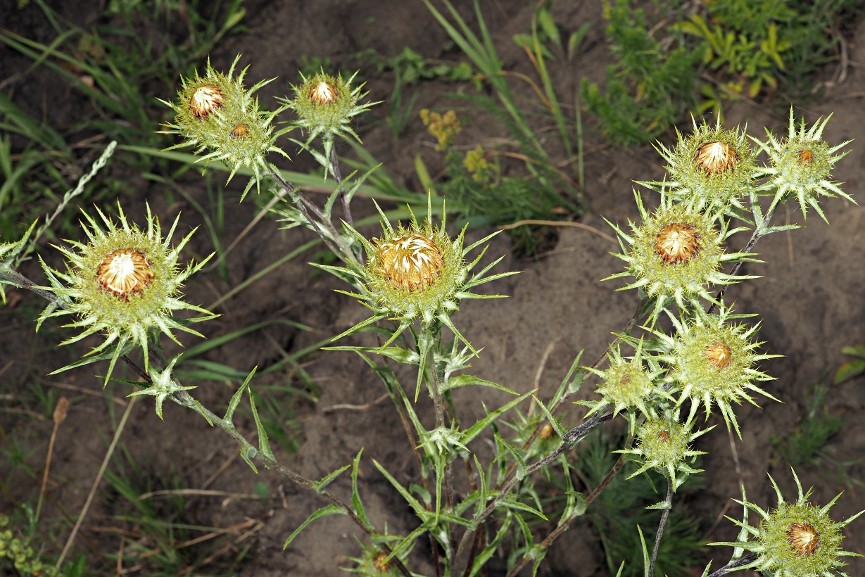 Image of Carlina biebersteinii specimen.