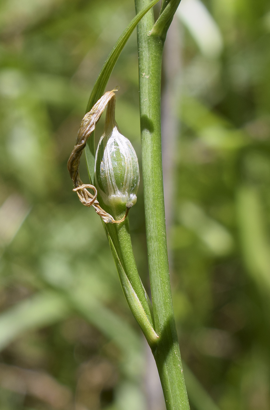 Image of Paradisea liliastrum specimen.